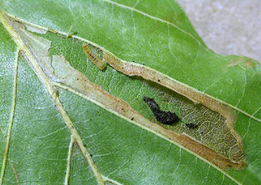 Mine of Phyllonorycter maestingella on Fagus